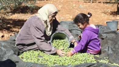 "الزراعة" تعلن موعد بدء موسم قطف الزيتون