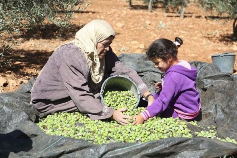 "الزراعة" تعلن موعد بدء موسم قطف الزيتون