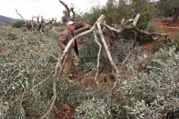 مستوطنون يقتلعون العشرات من أشجار الزيتون واللوزيات والكرمة جنوب بيت لحم