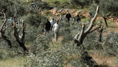 الاحتلال يجبر المزارعين على مغادرة أراضيهم في ضاحية شويكة شمال طولكرم