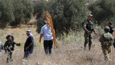 مستوطنون يعتدون على قاطفي الزيتون بمسافر يطا