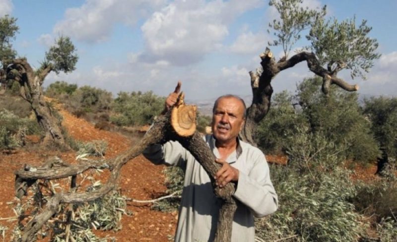مستعمر يقتلع ألف شجرة كرمة ولوزيات في الخضر جنوب بيت لحم