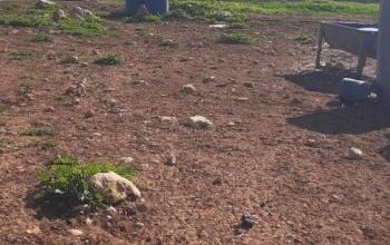قوات الاحتلال تصادر جرافة في الأغوار الشمالية