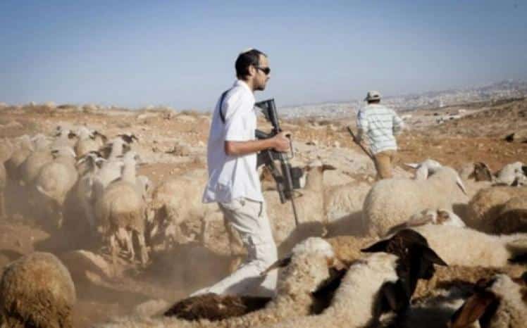 مستوطنون يطلقون النار على الأغنام ويطاردون الرعاة بمسافر يطا