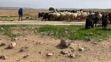 مستوطنون يحاصرون بأغنامهم تجمع عرب المليحات ويطاردون المواطنين للمرة الثانية خلال أسبوع