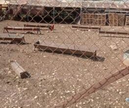 منظمة البيدر:مستوطنون يسرقون 30 رأس أغنام شمال غرب أريحا