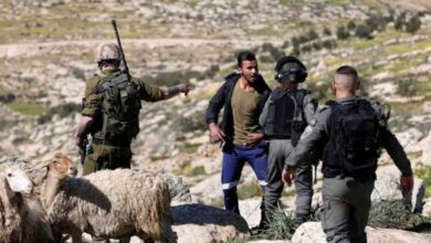 الاحتلال يعتقل شابا أثناء رعيه ماشيته في الأغوار