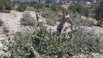 الاحتلال يقتلع عشرات زيتون ويهدم سلاسل حجرية غرب بيت لحم