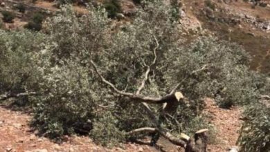 مستوطنون يواصلون تقطيع أشجار الزيتون في بتير غرب بيت لحم