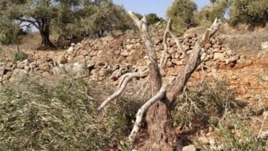 مستوطنون يقطعون مئات أشتال الزيتون في نحالين غرب بيت لحم