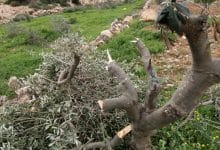قطع اشجار الزيتون