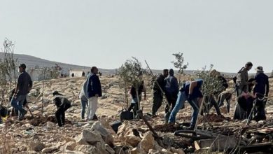 مستوطنون يزرعون أشجارا في أراضي المواطنين بمسافر يطا تمهيدا للاستيلاء عليها