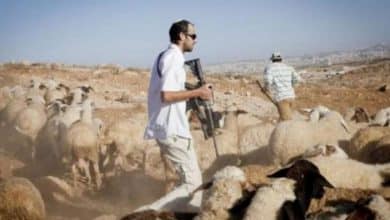 مستوطنون يرعون مواشيهم في محاصيل المواطنين ويسرقون فرسا في الأغوار الشمالية