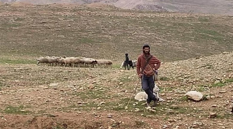 مستوطنون يسرقون اغنام بمسافر يطا جنوب الخليل