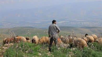 مستوطنون يلاحقون رعاة ماشية جنوب الخليل