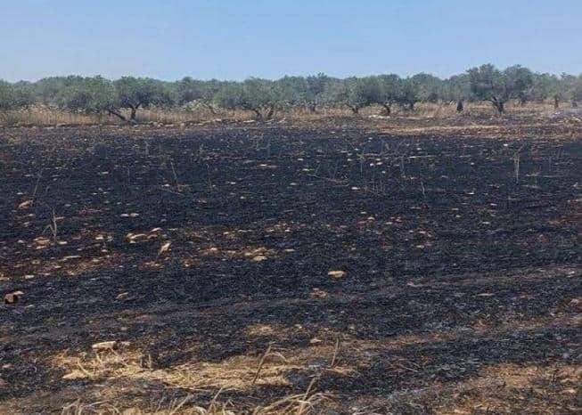 مستوطنون يحرقون 40 دونما مزروعة بالقمح في بلدة سبسطية غرب نابلس
