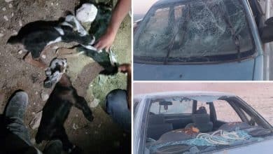 مستوطنون يعتدون على المواطنين وممتلكاتهم في عدة محافظات