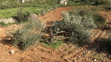 مستوطنون يحطمون أشجار زيتون في كفر مالك