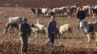 مستوطنون يجبرون رعاة ماشية على ترك أراضيهم في الأغوار
