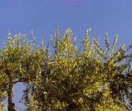 إطلاق صاروخ باليستي من اليمن على وسط "تل ابيب"