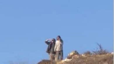 مستوطنون يهاجمون المواطنين ويسرقون ثمار الزيتون جنوب بيت لحم