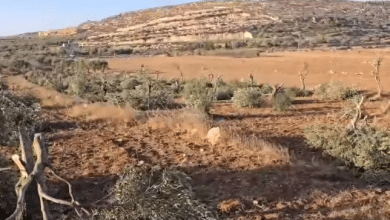 مستوطنون يقطعون نحو 120 شجرة زيتون بين قريتي المغير وأبو فلاح شمال شرق رام الله