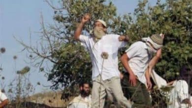 مستوطنون يهاجمون قاطفي الزيتون في بيت دجن