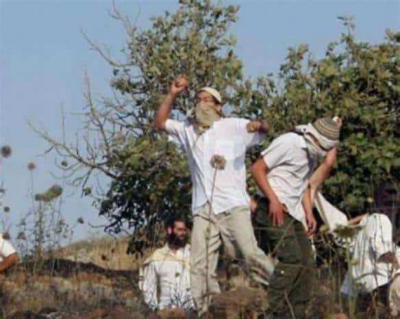 مستوطنون يعتدون على قاطفي الزيتون في سبسطية ويسرقون الثمار