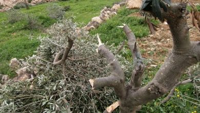 مستوطنون يقطعون عشرات أشجار الزيتون في أراضي المنيا جنوب بيت لحم