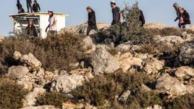 مستوطنون يعتدون على أشجار نخيل في الأغوار الشمالية
