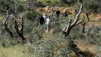مستوطنون يقتلعون 60 شجرة زيتون بمسافر يطا