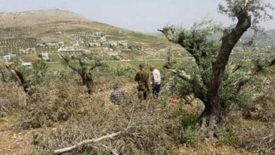 مستوطنون يسرقون ثمار زيتون جنوب المغير شمال شرق رام الله