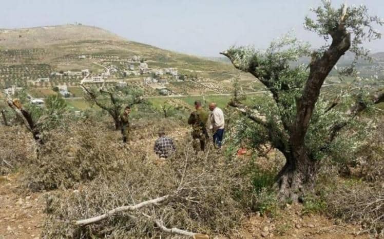 مستوطنون يسرقون ثمار زيتون جنوب المغير شمال شرق رام الله