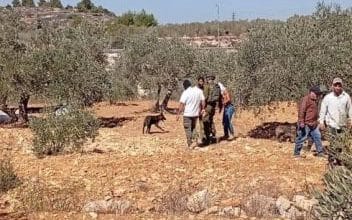 مستوطنون يهاجمون قاطفي الزيتون في الضفة.. والجيش يواصل المداهمات