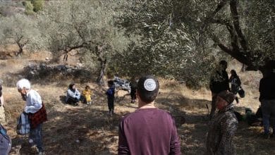 مستوطنون يهاجمون قاطفي الزيتون في الطيبة شرق رام الله