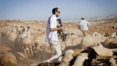 مستوطنون يهاجمون رعاة أغنام قرب عناتا شرق القدس
