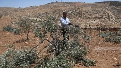 مستوطنون يقطعون عشرات أشجار الزيتون في مخماس شمال القدس