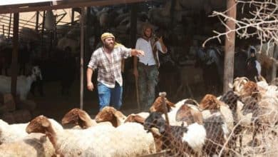 مستوطنون يعتدون على مواطنين ويسرقون 150 رأسا من الأغنام في دير دبوان