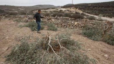 اقتلاع زيتون