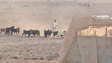 مستوطنون مستوطنين