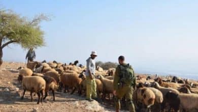 مستوطنون يهاجمون رعاة الأغنام شرق القدس المحتلة