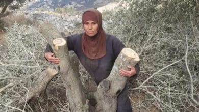 الزراعة: الاحتلال دمر أكثر من 91 ألف شجرة زيتون وتسبب بخسائر تٌقدر بـ 103 ملايين دولار خلال 2025