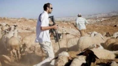 مستوطنون يجبرون رعاة الماشية على ترك المراعي في الأغوار الشمالية