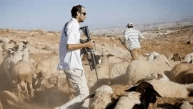 مستوطنون يطلقون أبقارهم لإتلاف محاصيل زراعية في خربة سمرة بالأغوار الشمالية