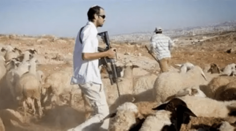 مستوطنون يطلقون أبقارهم لإتلاف محاصيل زراعية في خربة سمرة بالأغوار الشمالية