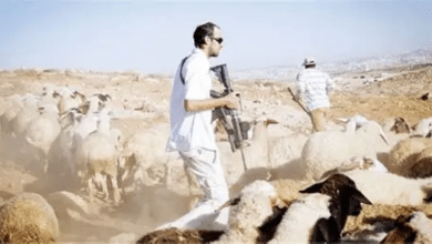 مستوطنون يهاجمون راعيًا ويسرقون أغنامه جنوب الخليل