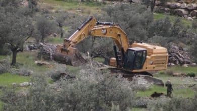 الاحتلال يقتلع مئات أشجار الزيتون في دير قديس وخربثا بني حارث غرب رام الله