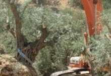 الاحتلال يجرف أراضي ويقتلع أشجار زيتون في بيتا