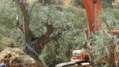 الاحتلال يجرف أراضي ويقتلع أشجار زيتون في بيتا