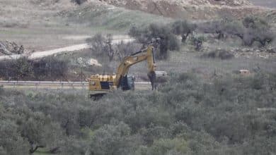 الاحتلال يقتلع المئات من أشجار الزيتون في "واد الحمص" شمال شرق بيت لحم